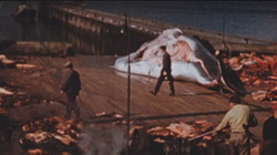 Гарпун (Резня на китобойном судне) | Reykjavík Whale Watching Massacre (2009) (2009)